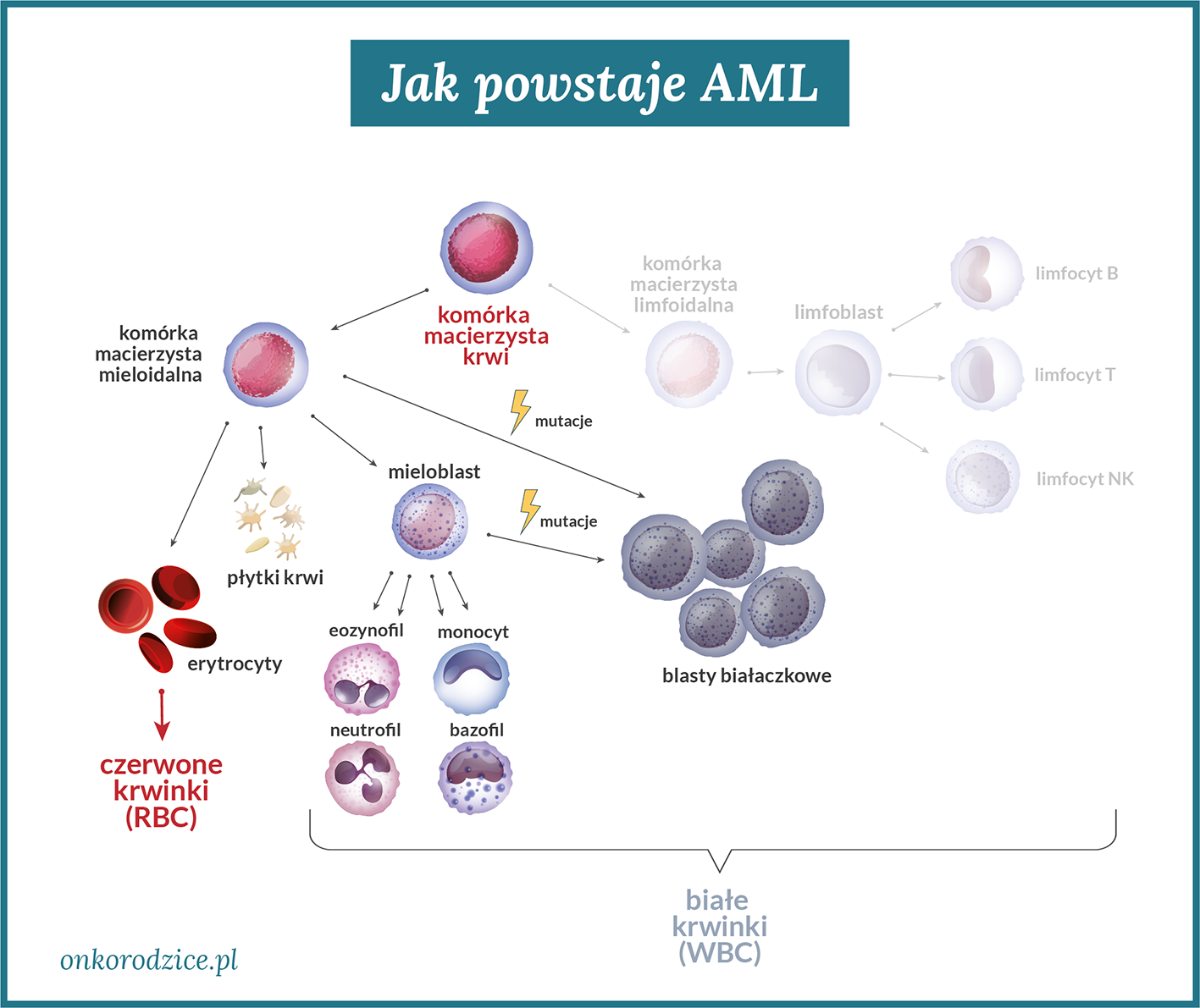 AML_jak powstaje