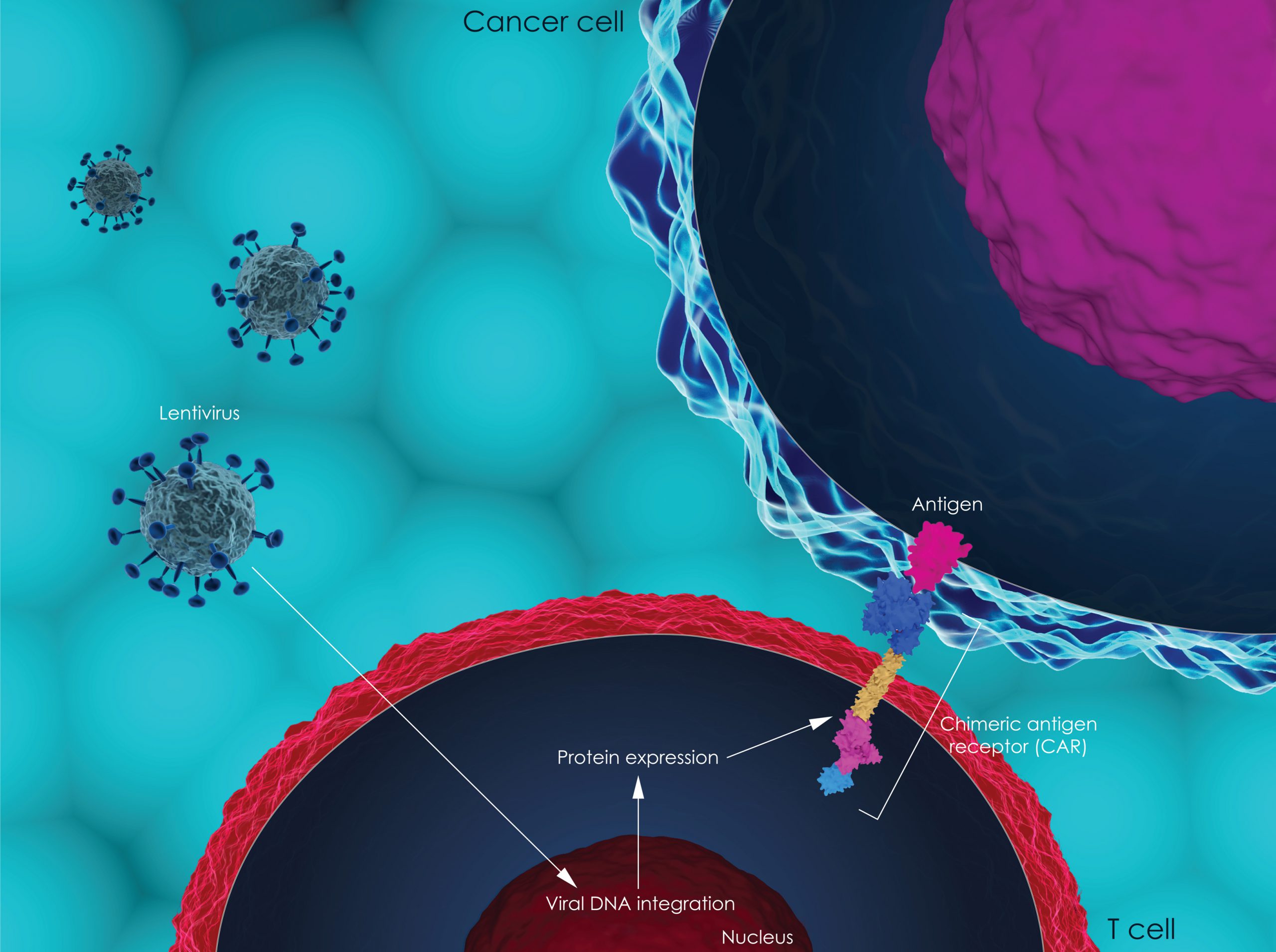 3d,Illustration,Of,Car,T-cell,Therapy